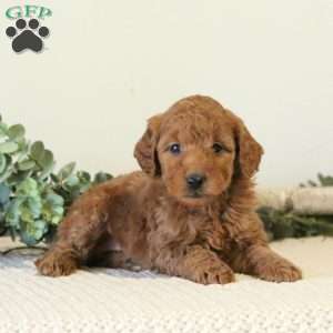 Bella, Mini Goldendoodle Puppy